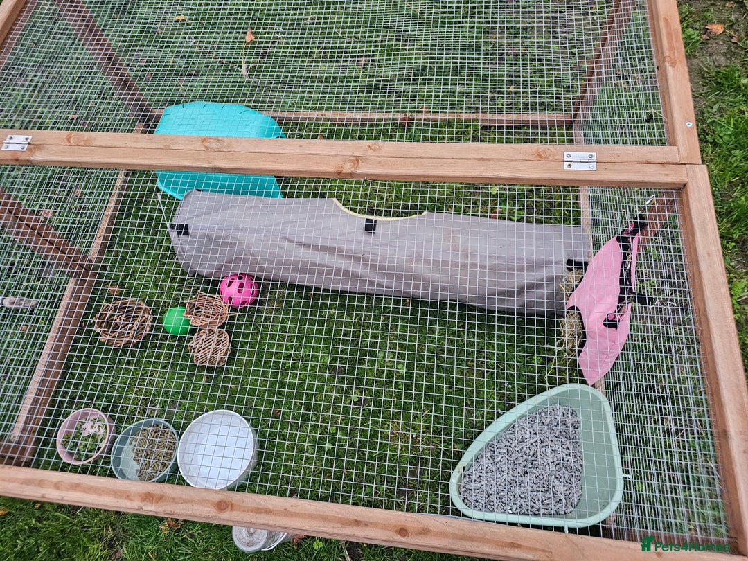 Mini Lop rabbits for sale: 6 month old female mini lop - Image 6