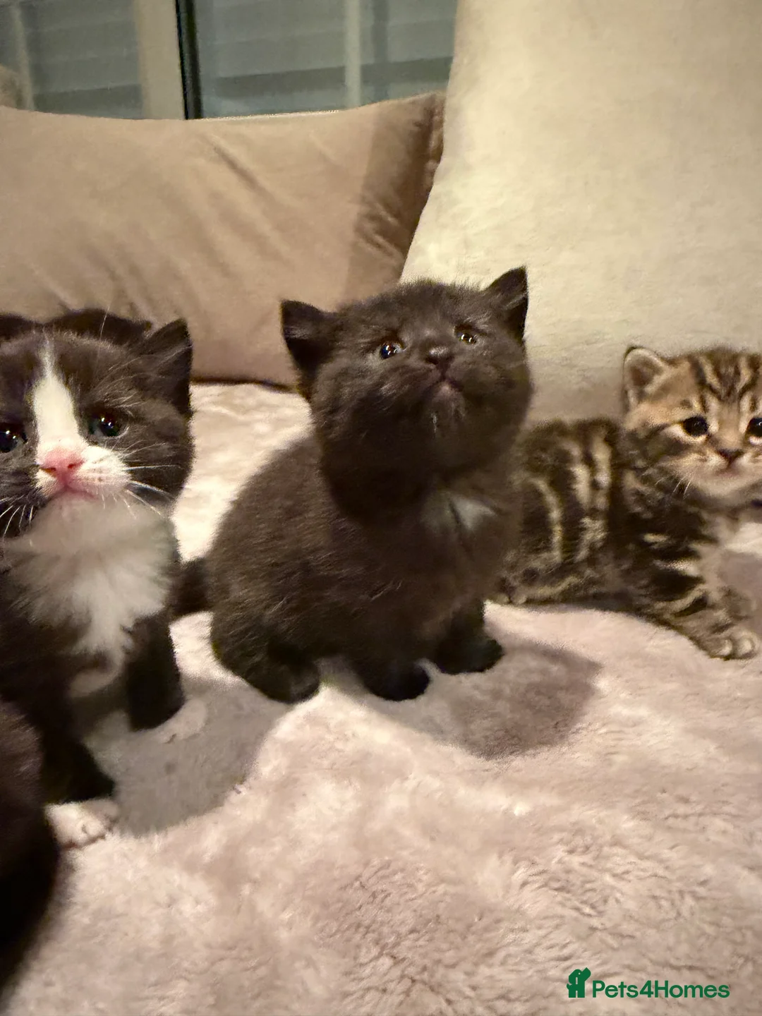 Mixed Breed cats for sale: 7 kittens looking their forever home - Advert 2