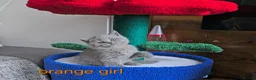 British Shorthair cats for sale: British Shorthair kitten - Advert 10