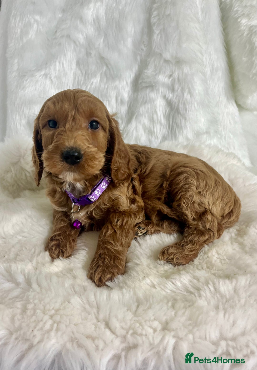 Mini Goldendoodle dogs for sale: Top Quality Miniature Goldendoodle puppies - Advert 5
