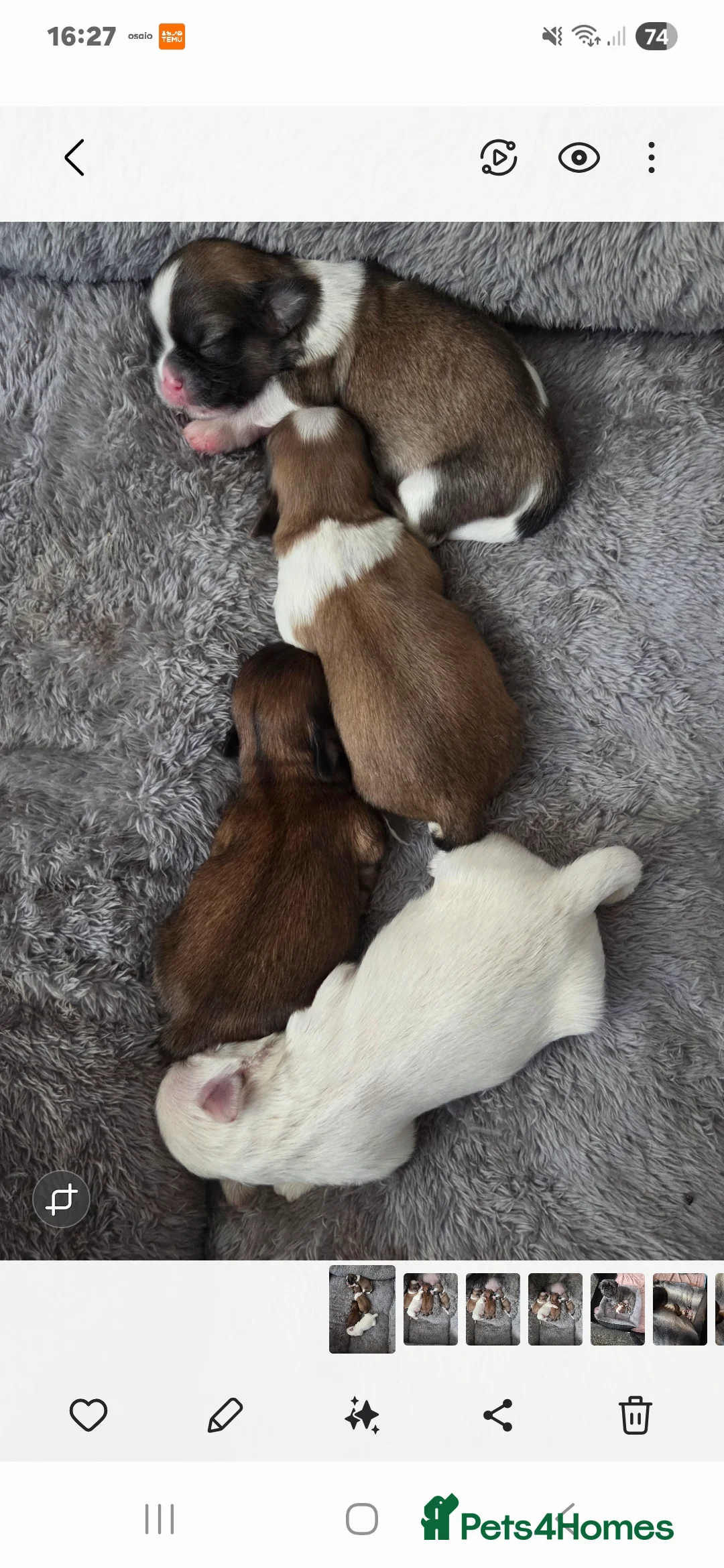 Shih Tzu dogs for stud: Male shih tzu for Stud - Advert 2