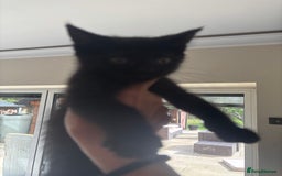 Mixed Breed cats for sale: Ready for new home!  - Image 8