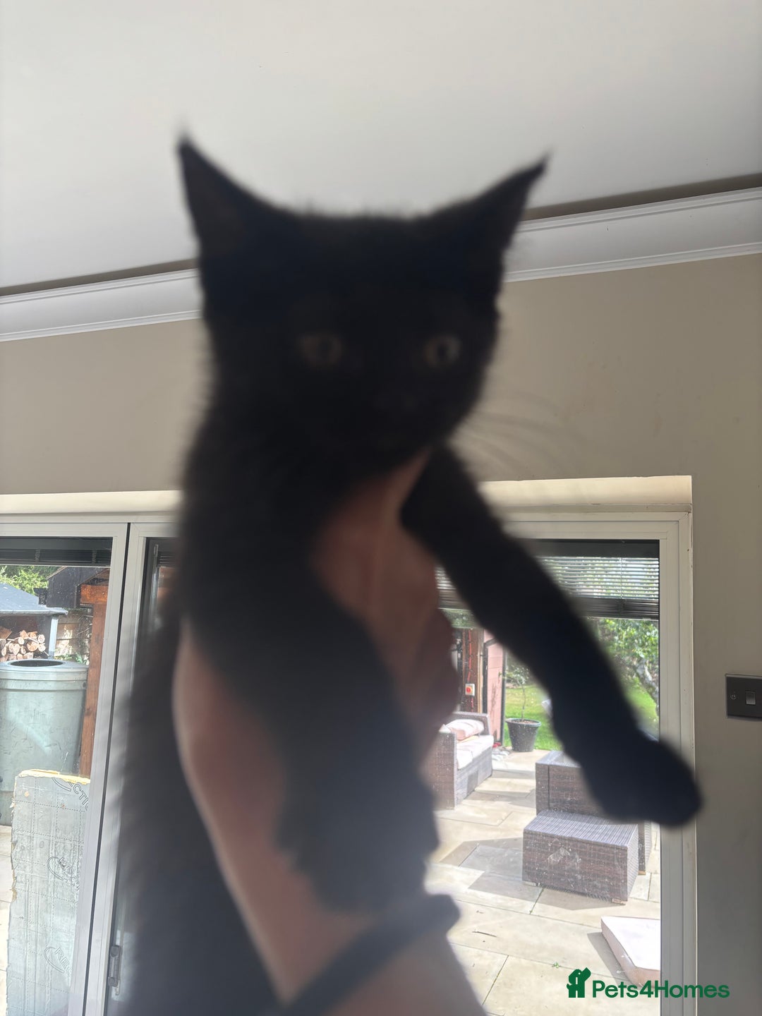 Mixed Breed cats for sale: Ready for new home!  - Image 8