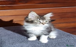 Maine Coon cats for sale: Pedigree Maine Coon Kittens for sale  - Image 15