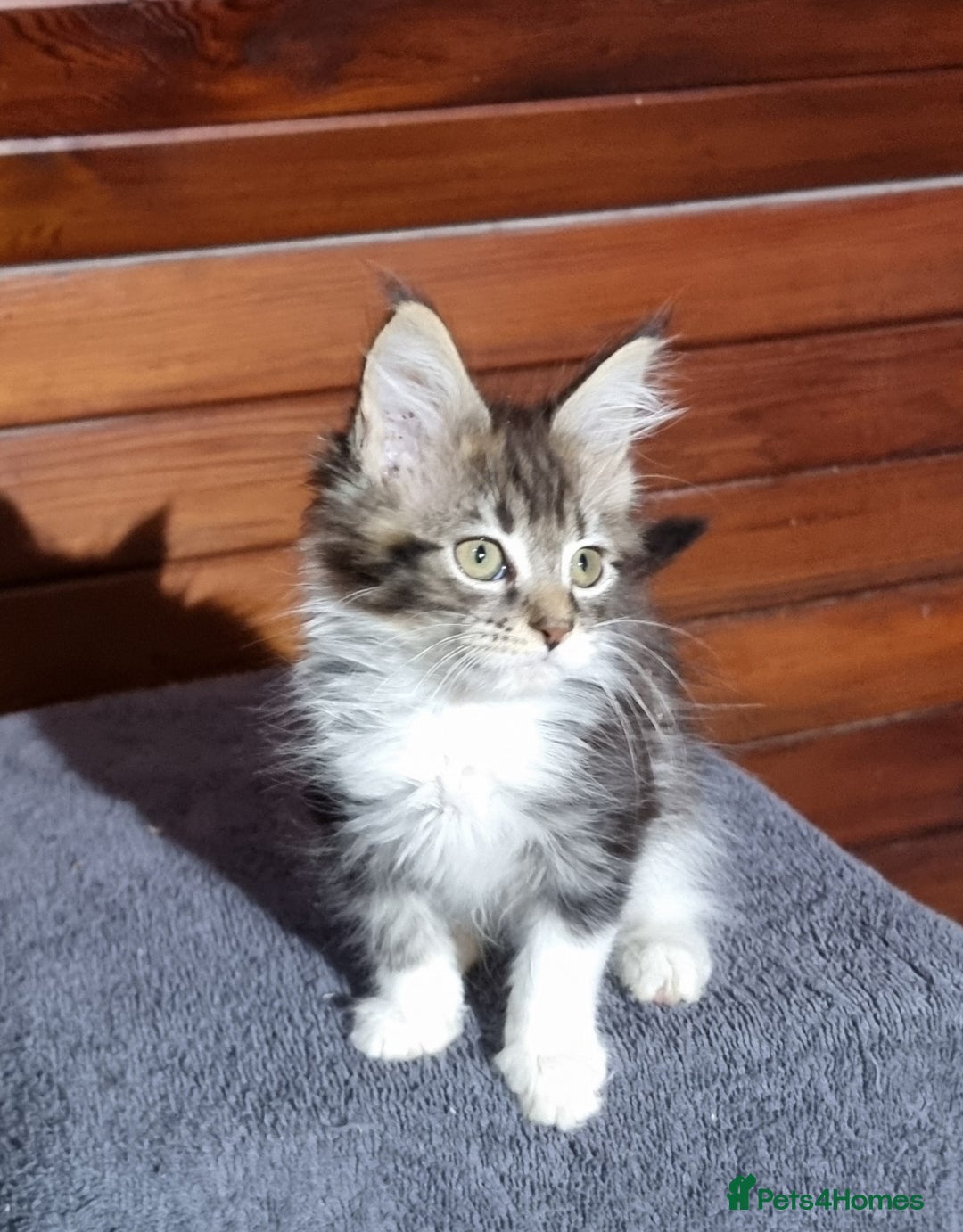Maine Coon cats for sale: Pedigree Maine Coon Kittens for sale  - Image 15