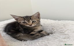 Mixed Breed cats for sale: 2 adorable little boys for sale - Image 5