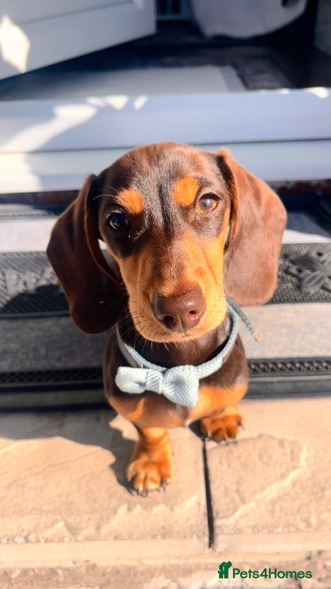 Miniature Dachshund dogs Male miniature dachshund - Advert 12