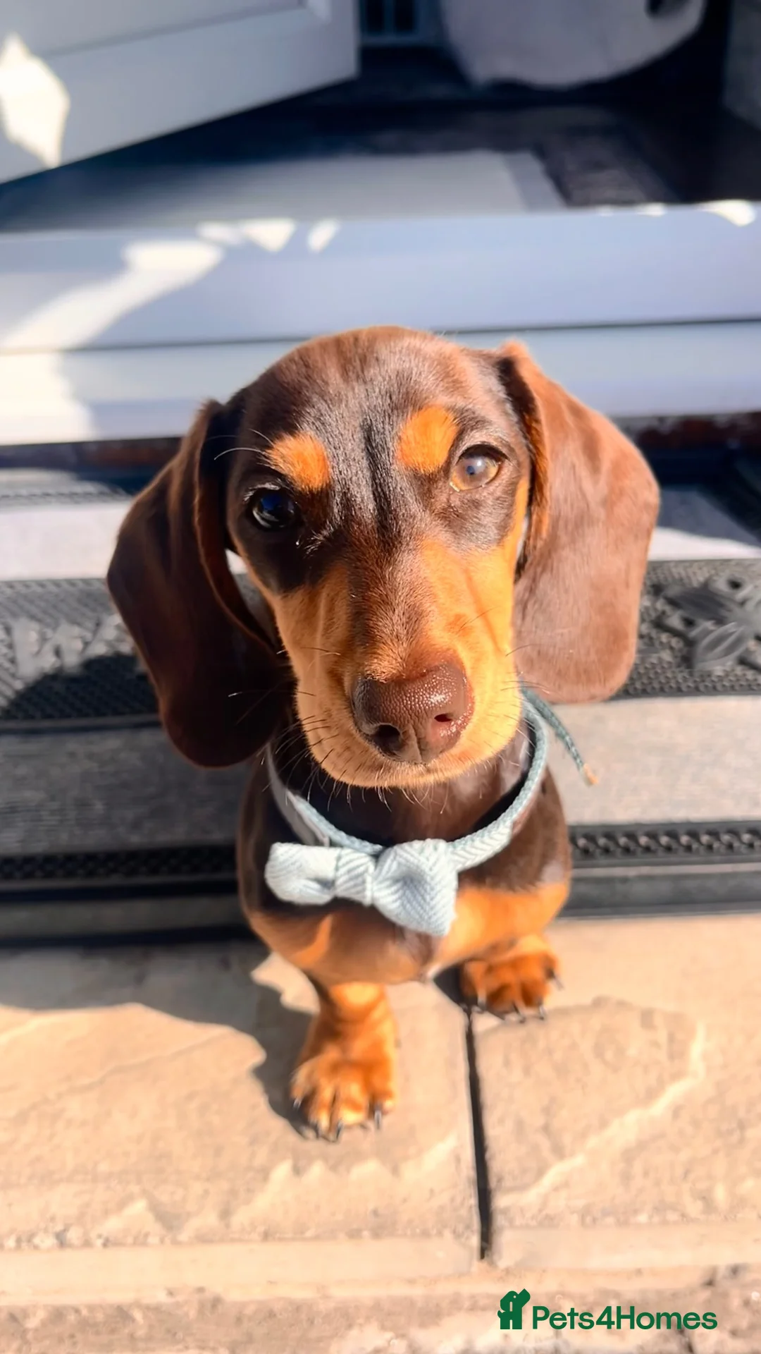 Miniature Dachshund dogs for stud: Male miniature dachshund - Advert 1