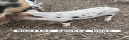 Pig livestock for sale: 🐷🍒Cherry’s delightful litter of Mini Pigs🍒🐷 - Advert 5