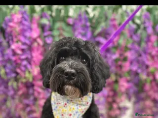 Cockapoo dogs Beautiful cockapoo puppies - Advert 1