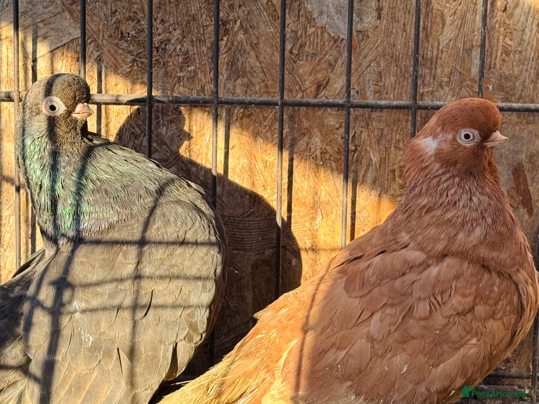Pigeons birds for sale: RARE ENGLISH SHORTFACE TUMBLERS - Advert 18