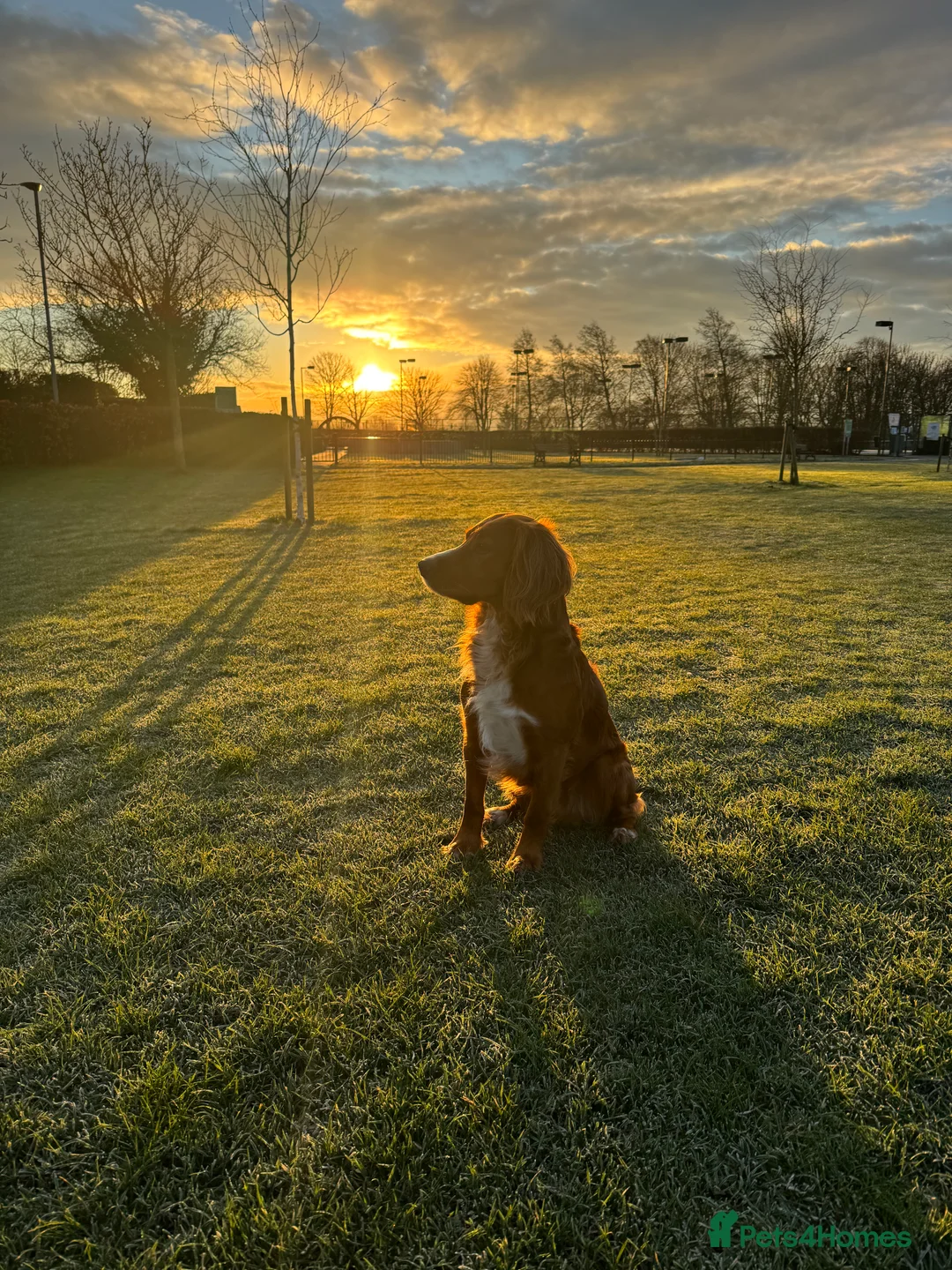 Cocker Spaniel dogs for stud: K.C Deep Red Working Cocker Proven Stud in Cramlington - Advert 19