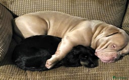 Mixed Breed dogs for sale: male spaniel x bully - Image 8