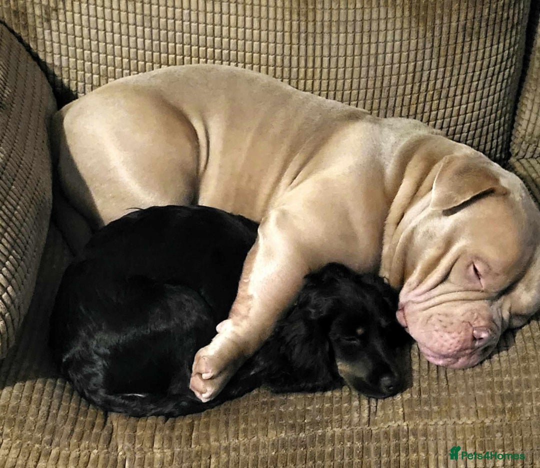 Mixed Breed dogs for sale: male spaniel x bully - Image 8