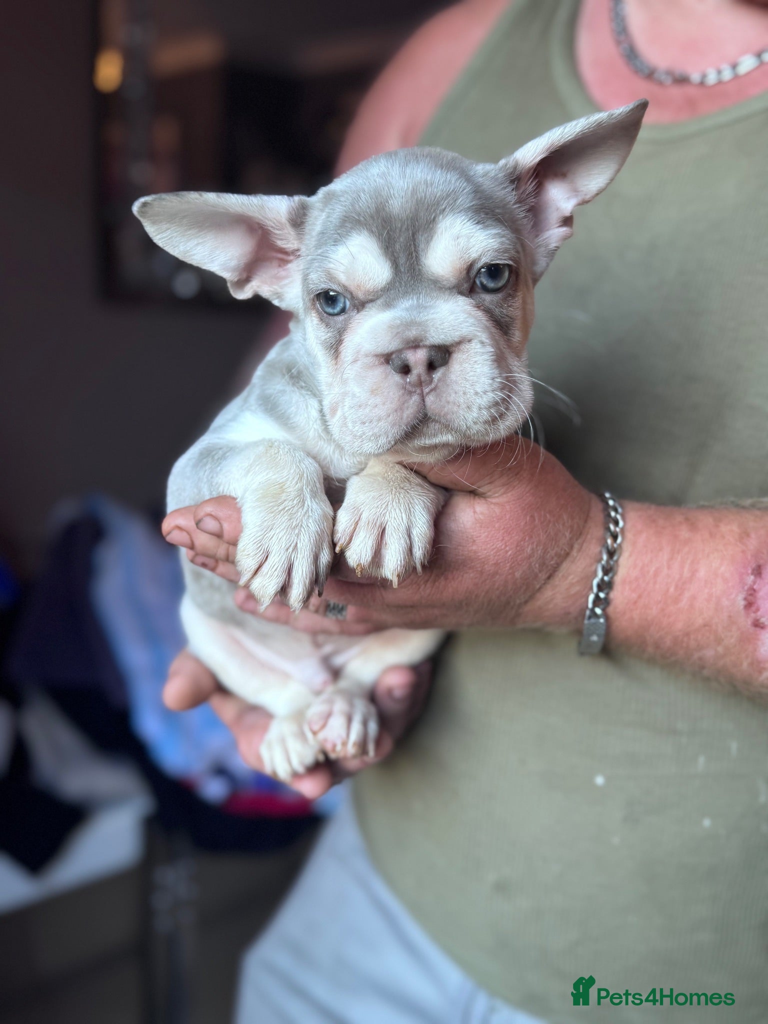 French Bulldog dogs Adorable fluffy frenchies - Advert 1