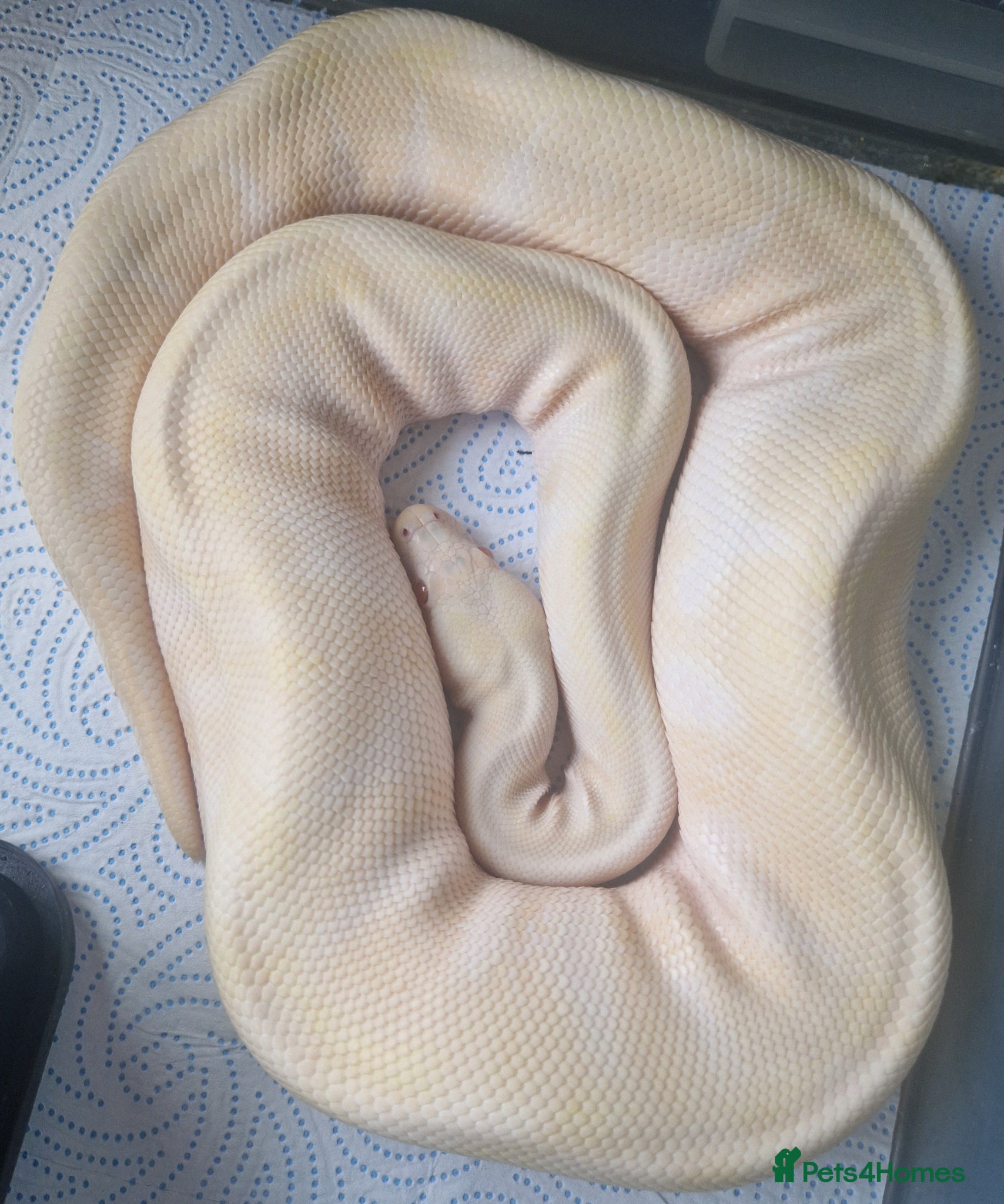 Python Snake reptiles Female ball pythons - Advert 2