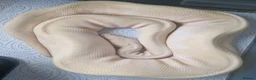 Python Snake reptiles for sale: Female ball pythons - Advert 1