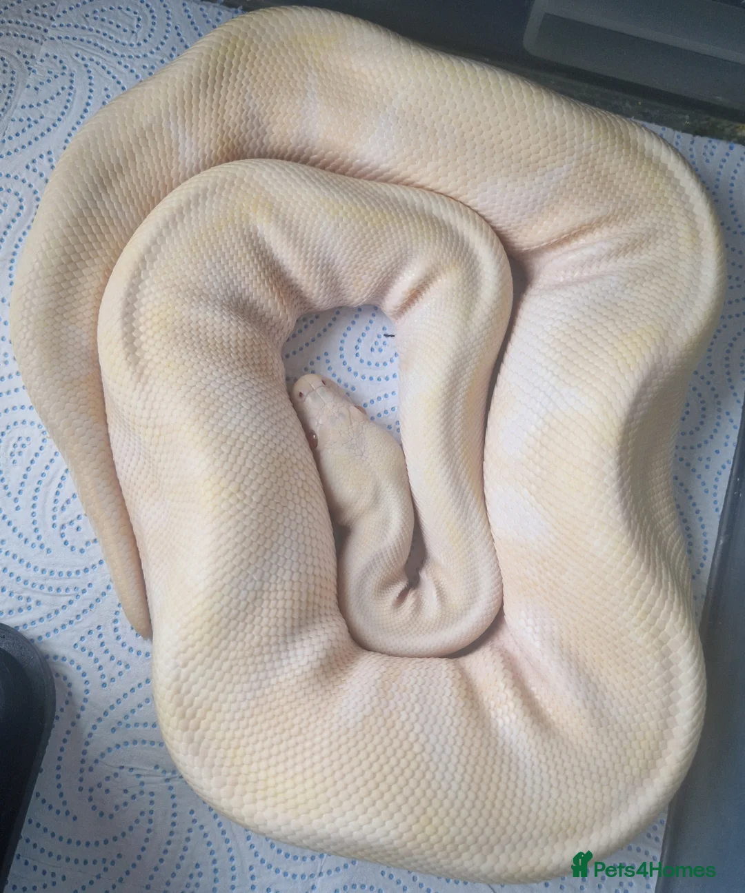 Python Snake reptiles for sale: Female ball pythons - Advert 1