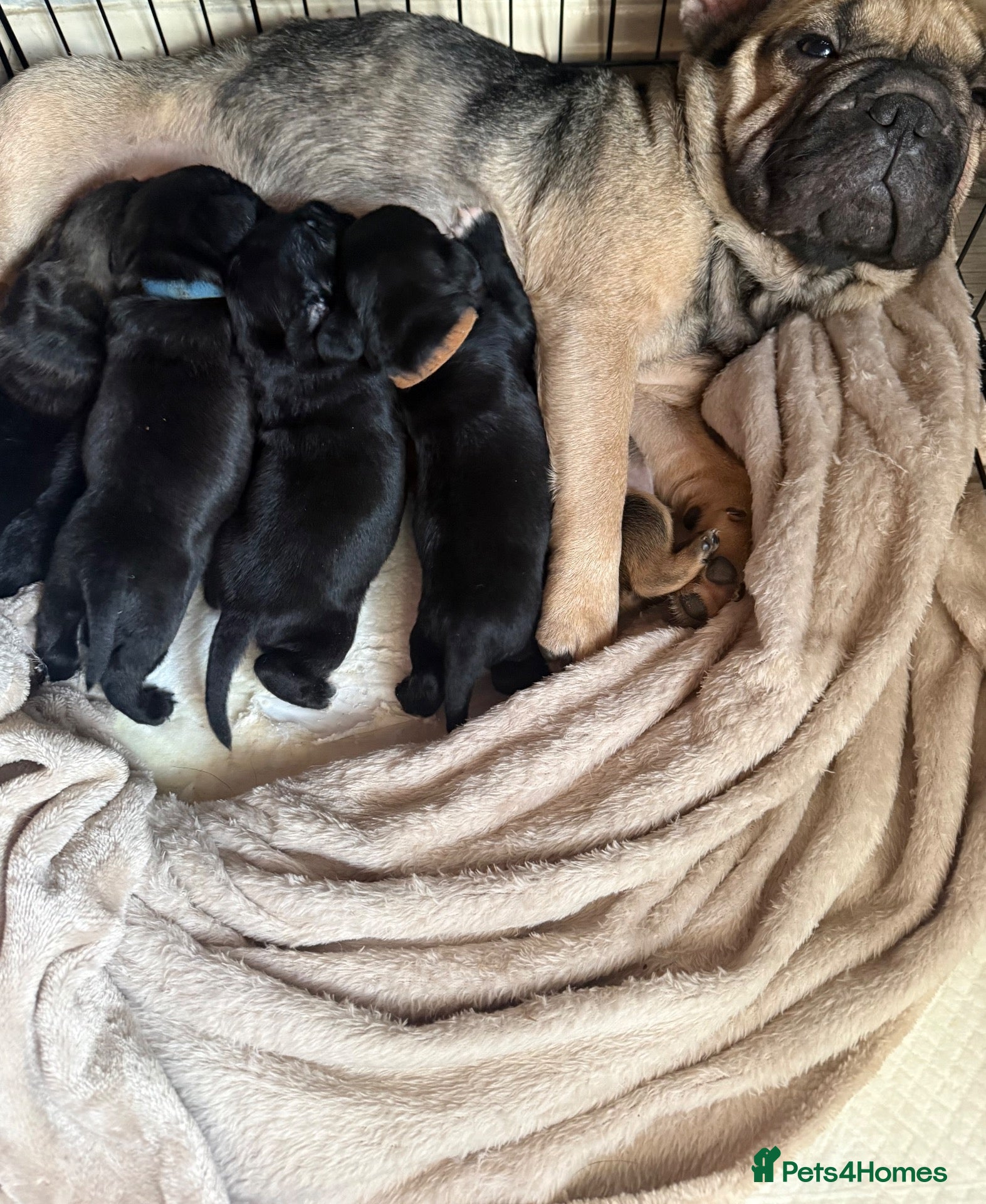 Mixed Breed dogs Beautiful litter of 6 pups.  - Advert 1