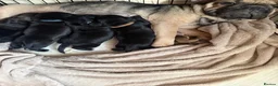 Mixed Breed dogs for sale: Beautiful litter of 6 pups.  - Advert 1