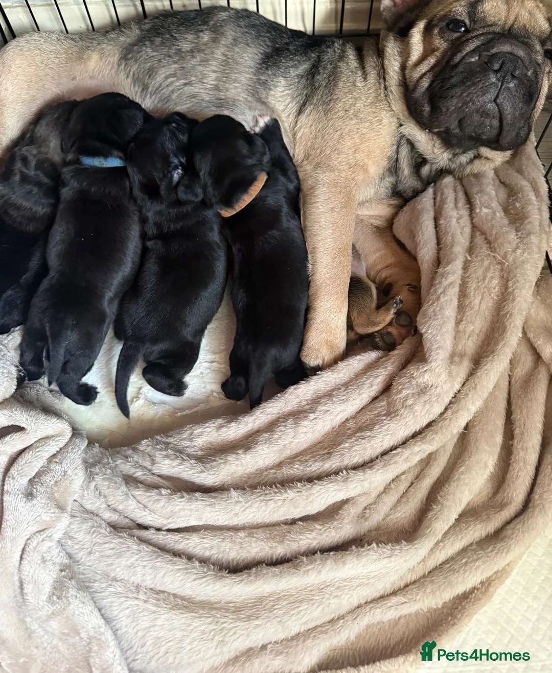 Mixed Breed dogs for sale: Beautiful litter of 6 pups.  - Advert 1