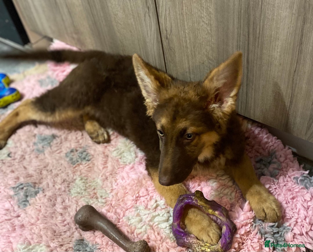 German Shepherd dogs for sale: Liver and tan German shepherds - Image 18