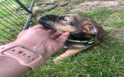 Border Terrier dogs for sale: Border Terrier Pups - Image 16