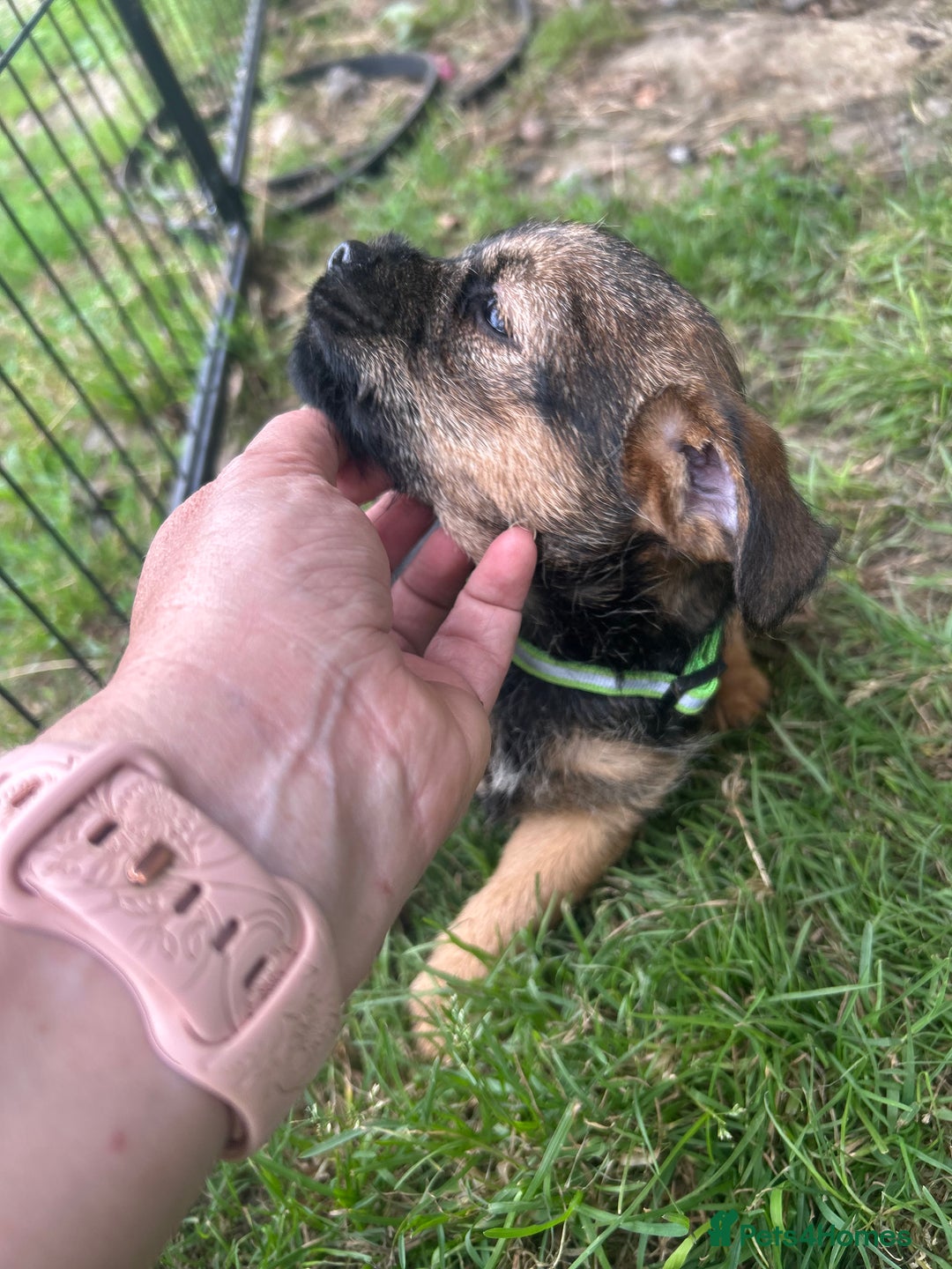 Border Terrier dogs for sale: Border Terrier Pups - Image 16