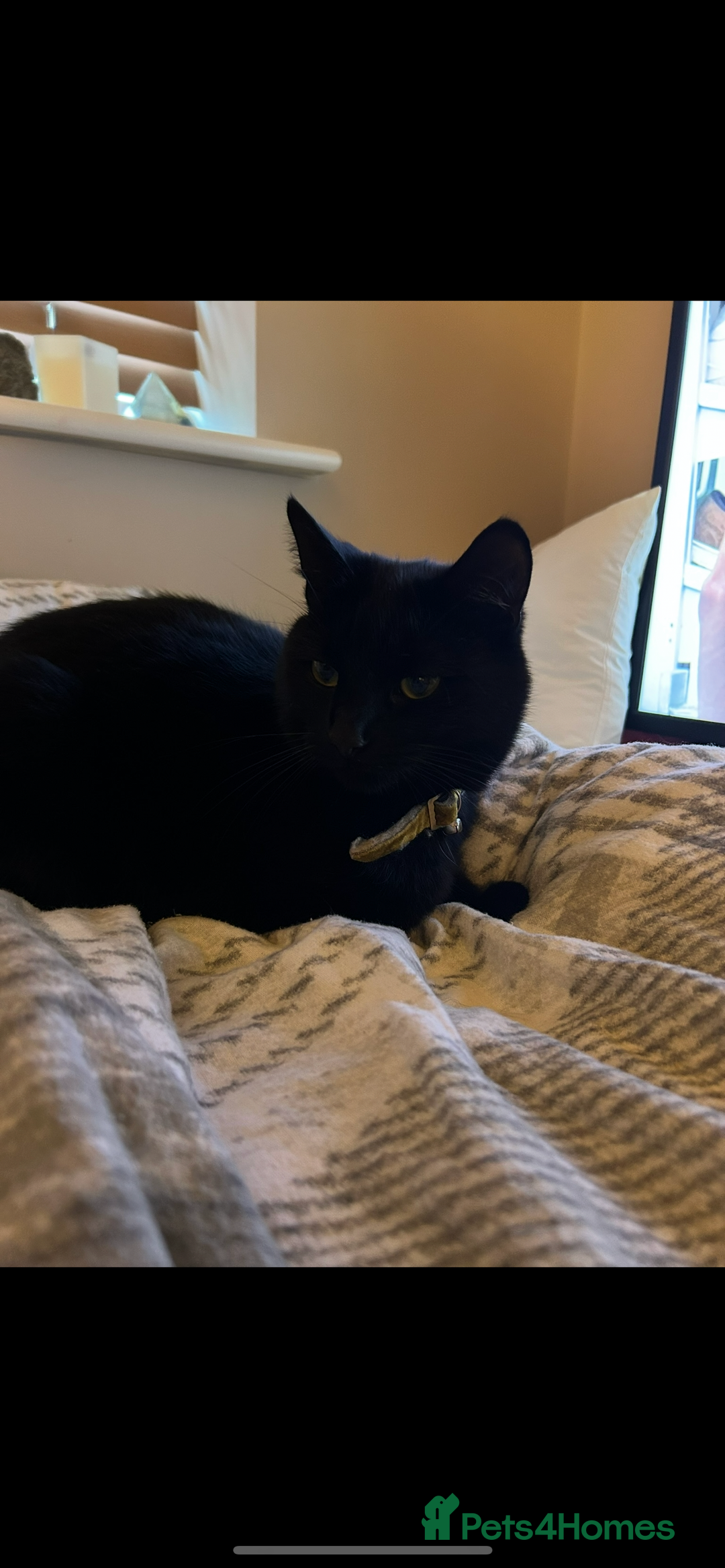 British Shorthair cats for sale: 3 year old cat for rehoming - Advert 2