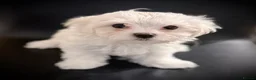Maltese dogs for sale: 🌟  KC Registered Maltese Puppies Ready 🌟 - Advert 21