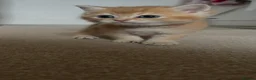 British Shorthair cats for sale: GOLDEN NY12 GRAND CHAMPION BLOODLINE  - Advert 37