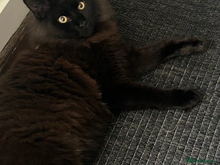 Maine Coon cats Black Cross mainecoon - Advert 1