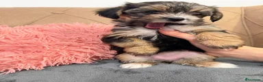Morkie 5 / Female