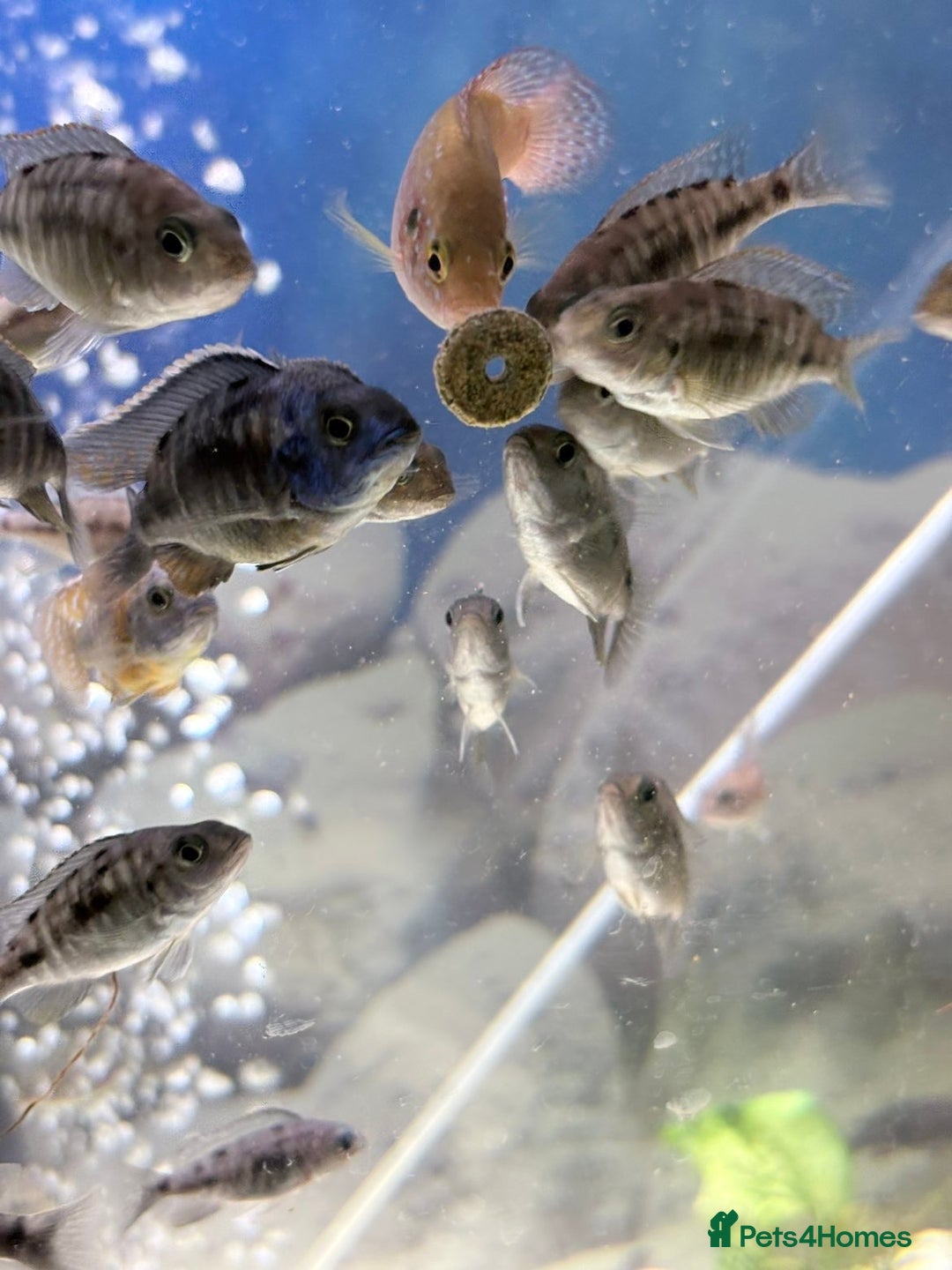 Cichlids fish for sale: Red sided and sulfur head cichlids  - Advert 13