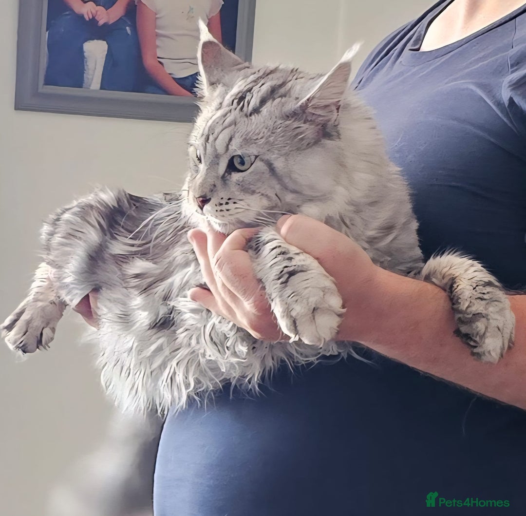 Maine Coon cats for stud: STUNNING SILVER MAINECOON FOR STUD - Advert 4