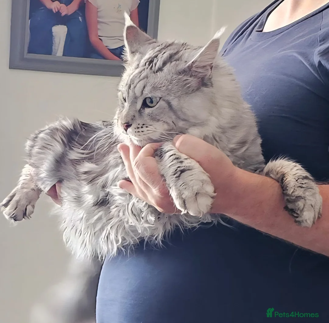 Maine Coon cats for stud: STUNNING SILVER MAINECOON FOR STUD - Advert 4