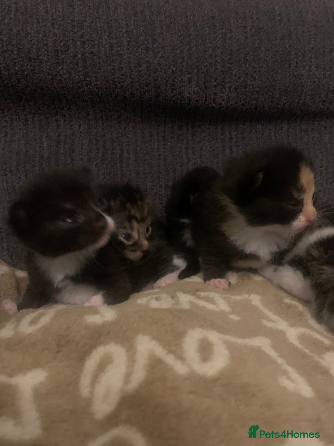 Mixed Breed cats for sale: Lovely fluffy playful kittens  - Advert 13