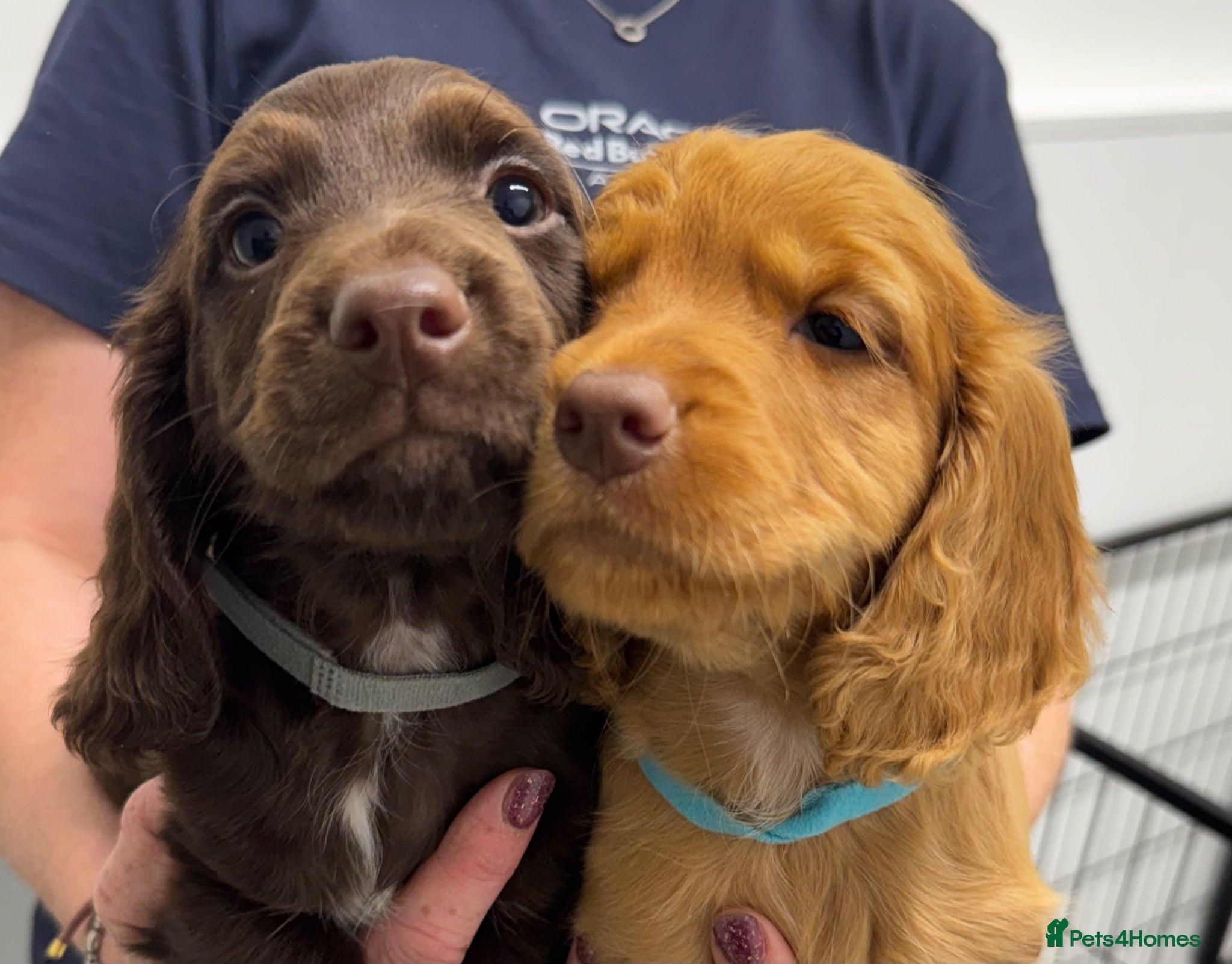 Cocker Spaniel dogs KC, Hereditary Clear,  Cocker Spaniel Pups - Advert 2