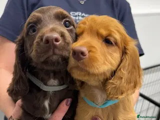 Cocker Spaniel dogs KC, Hereditary Clear, Cocker Spaniel Pups - Advert 2