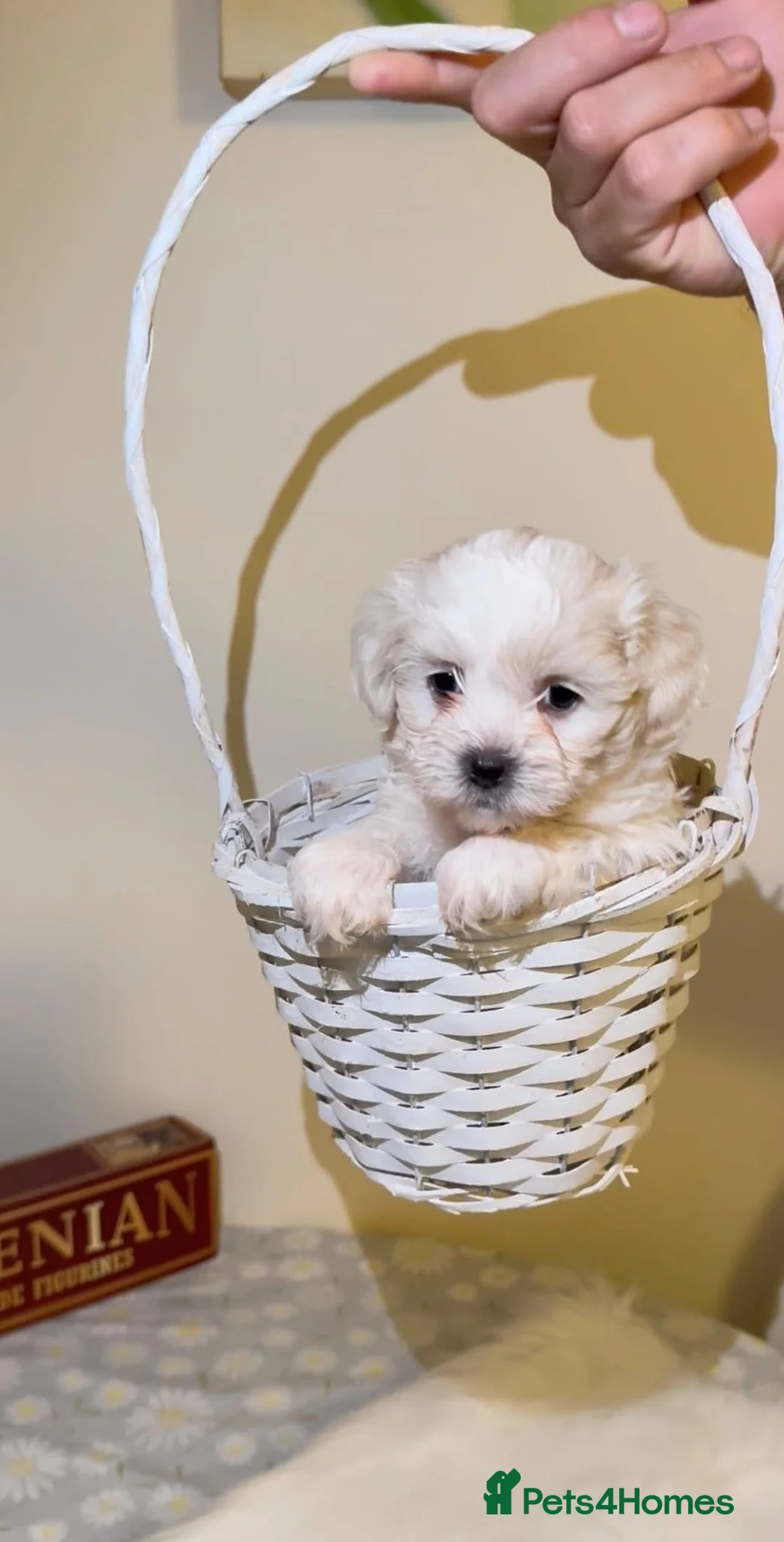 Bichon Frise dogs for sale: Adorable Maltese Puppies - Home Reared & Loving in Nuneaton - Advert 13