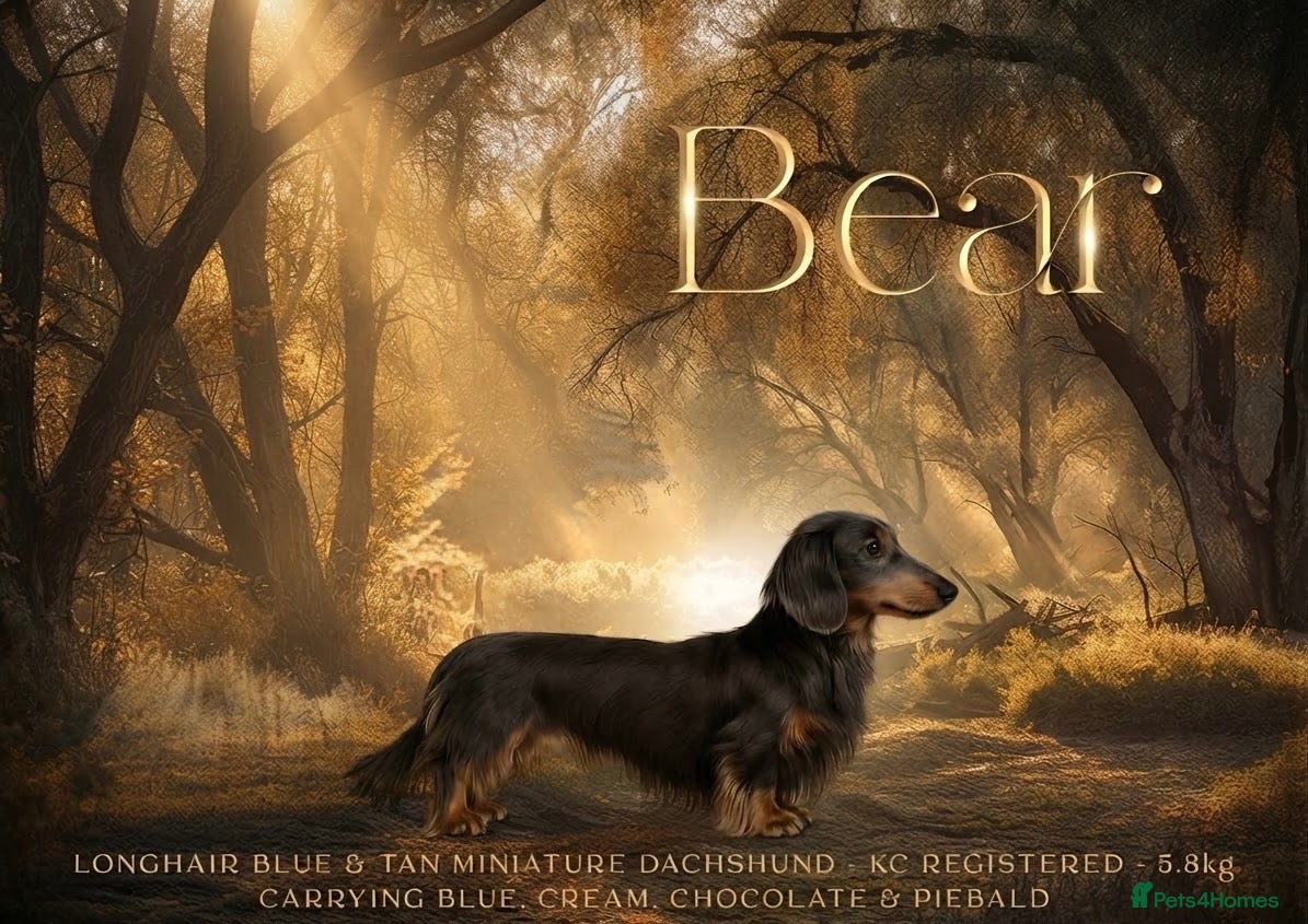 Miniature Dachshund dogs Long Haired Miniature Blue and Tan Stud - Advert 1