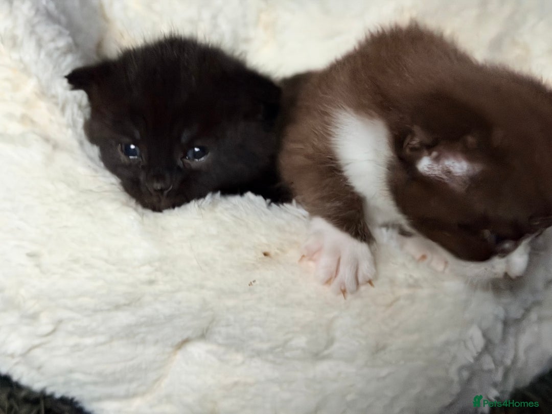 Scottish Fold cats for sale: Scottish Fold kittens  - Advert 3