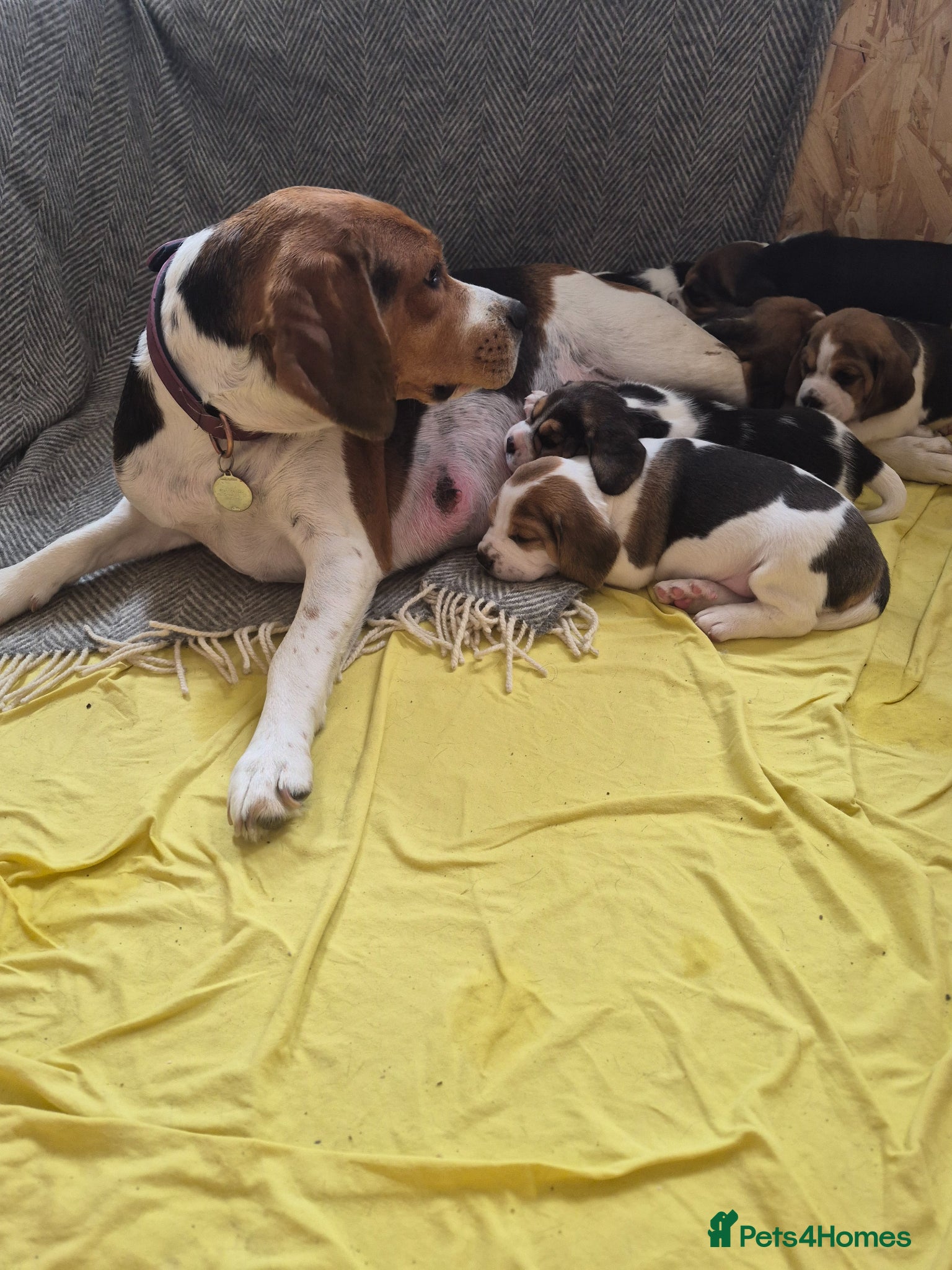 Beagle dogs Beagle puppies for sale  - Advert 1