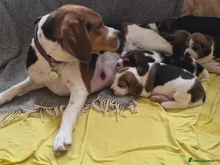 Beagle dogs Beagle puppies for sale - Advert 1