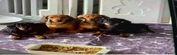 Dachshund dogs for sale: KC Miniature Smooth haired Dachshund  in Middlesbrough - Advert 3