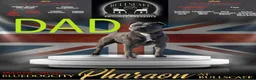 Staffordshire Bull Terrier dogs for sale: Champions Bloodlines Staffordshire Bull Terrier Pu in Barnsley - Advert 2