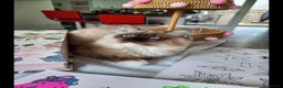 Ragdoll cats for sale: Gorgeous Ragdoll - Advert 3