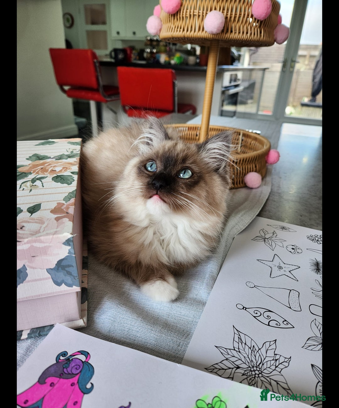 Ragdoll cats for sale: Gorgeous Ragdoll - Advert 3