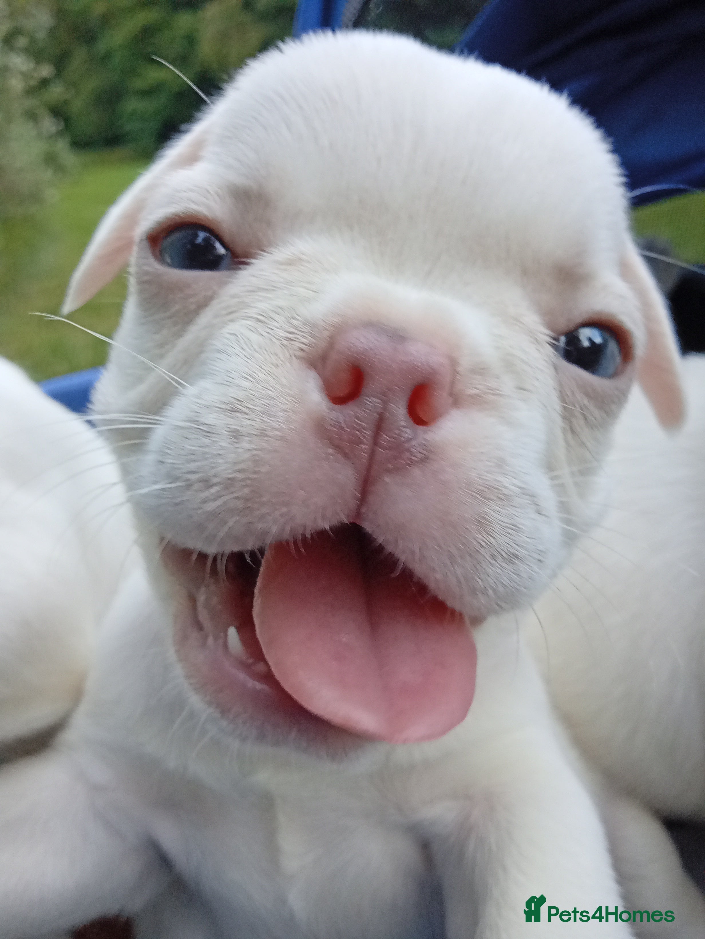 French Bulldog dogs pedigree French Bulldog pups - Advert 2
