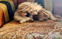 Cavapoo dogs for sale: Exquisite Cavapoo Boy and Girl, Red and Apricot,   - Image 6